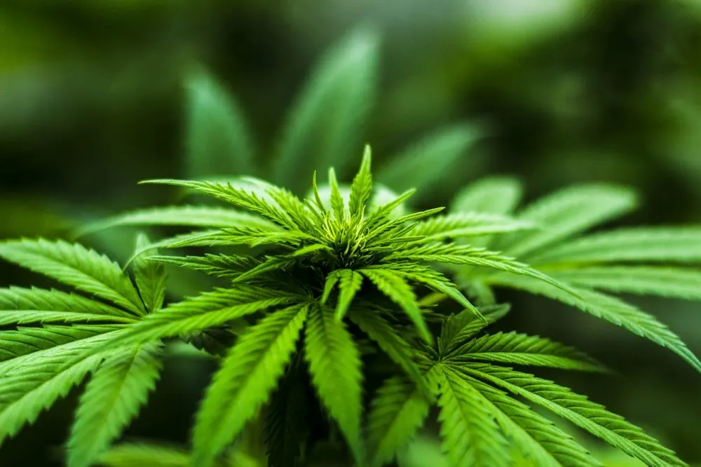 Cannabis