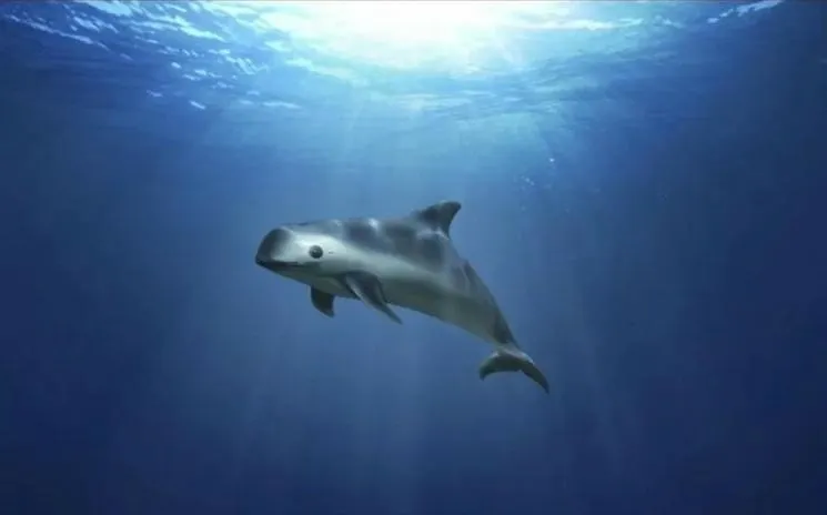 Vaquita marina, alerta de extinción