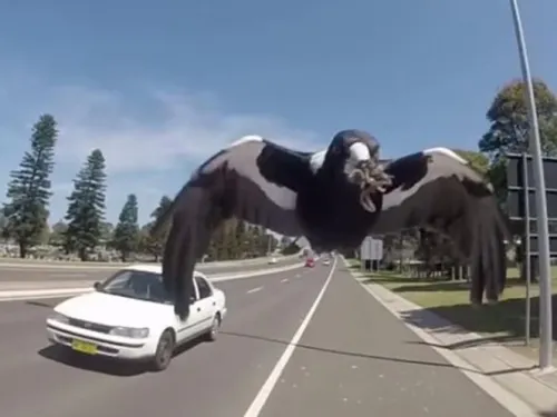 VIDEO: Abuelito ciclista muere tras ser atacado por agresiva ave