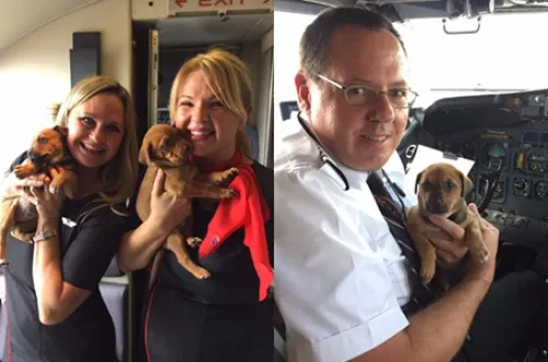 Una aerolínea llenó un avión con cachorros para salvarlos del huracán Harvey