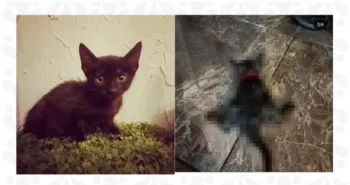 Vinculan a proceso a sujeto por probable responsabilidad en la muerte de un felino, en Huauchinango