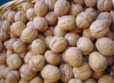 990 toneladas de nuez de castilla produce la región de la Sierra Nevada de Puebla