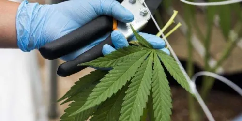 Senado aprueba en lo general despenalización del uso lúdico de la marihuana