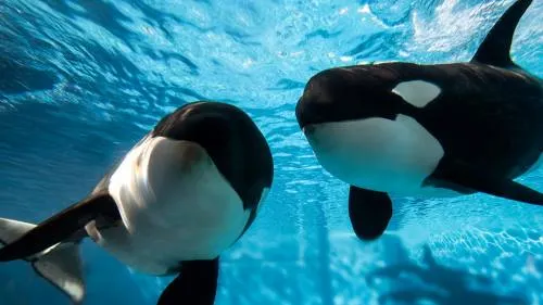 Fallece la última cría de orca nacida en el SeaWorld