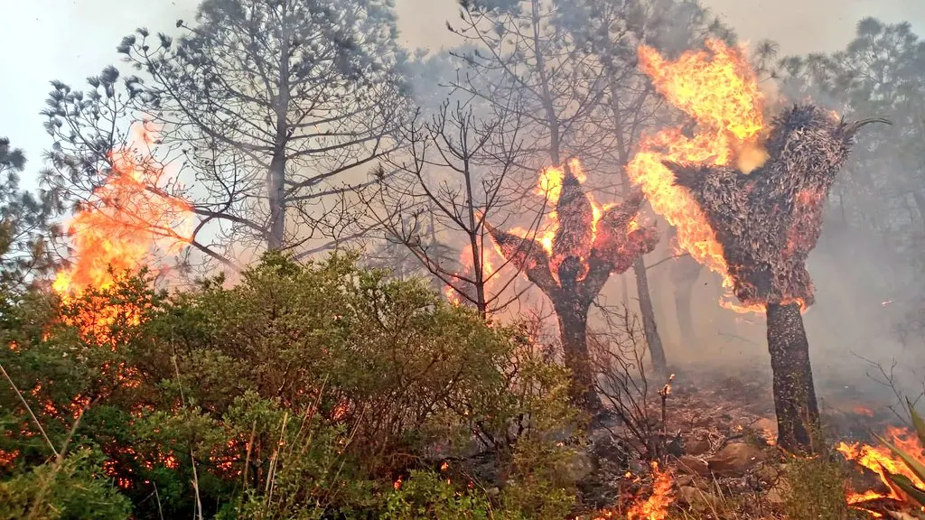 Incendio forestal en Coyomeapan