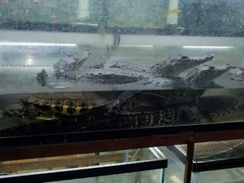 Súper decomiso de cocodrilos, reptiles y tortugas en mercado Morelos