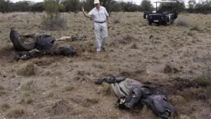 Muere el último rinoceronte en Mozambique