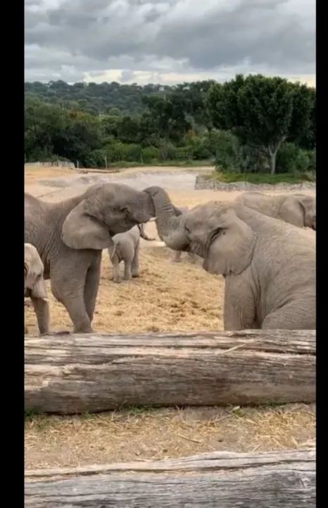 Bebés elefantes celebran su primer mes de vida jugando en Africam