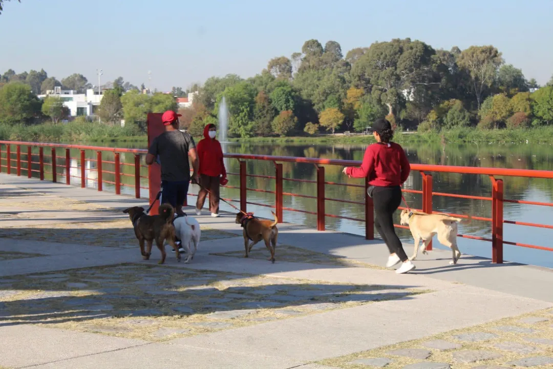 Ofrece Medio Ambiente Municipal Curso De Adiestramiento Canino
