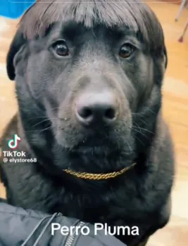 “Perro Pluma”, el polémico corte parecido a Peso Pluma de un perro que marca tendencia