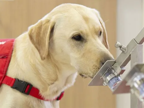 Prueban si perros pueden olfatear a portadores asintomáticos