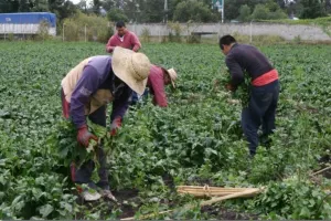 Puebla es el cuarto estado en superficie cultivable asegurada