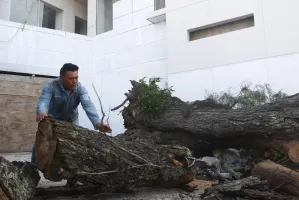 Cae árbol en colonia La Paz ocasionando daños materiales
