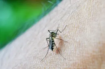Se reducen los casos de dengue en Puebla: Martínez García