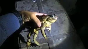 Asegura PROFEPA reptiles y anfibios a traficante en Puebla