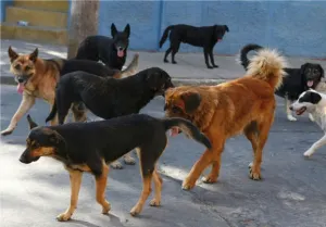 Jauría de perros habría asesinado a funcionario en Tepoztlán