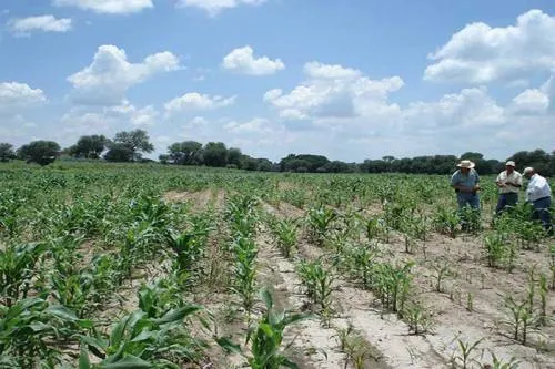 Gobierno del estado impulsa acciones inmediatas para el sector Agropecuario de Puebla