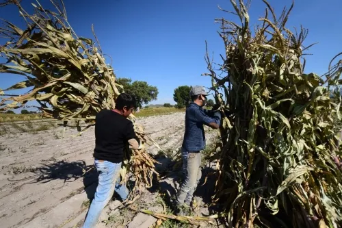 Más de 200 productores duplican productividad en maíz con apoyo de Granjas Carroll de México