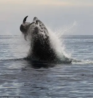 Captan a orca asesina matando a delfin