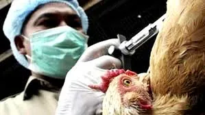 Registran segundo caso de gripe aviar H7N9 en China