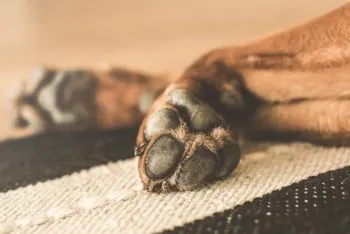 ¡Otra vez, crueldad animal en Puebla! Asesinan a perrito colgándolo de árbol en Tepanco de López