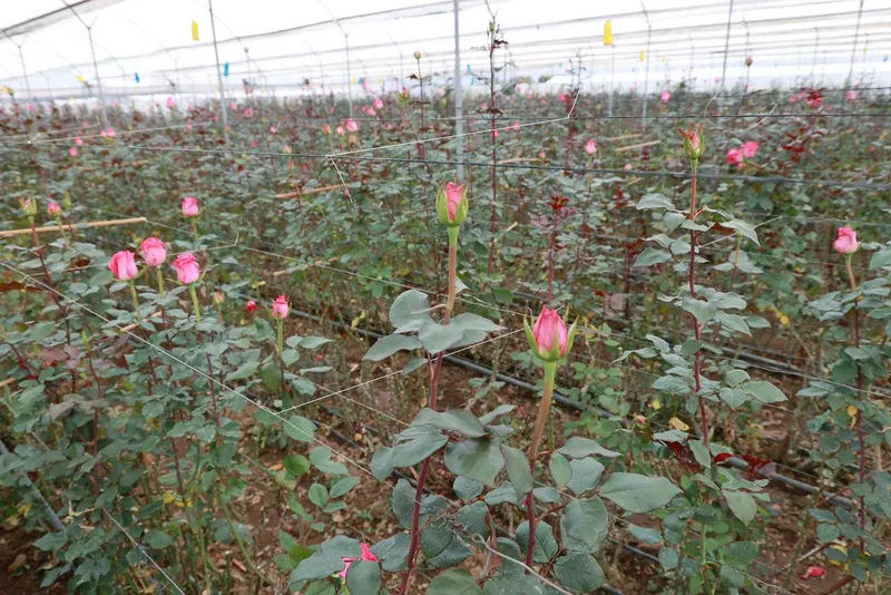 gob-pue-rosa-poblana-desarrollo-rural