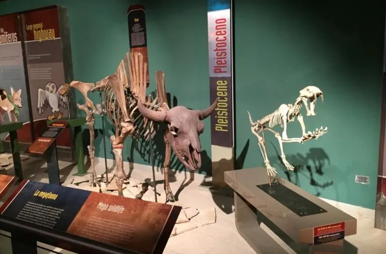 nuevo-laredo-museo-historia-natural