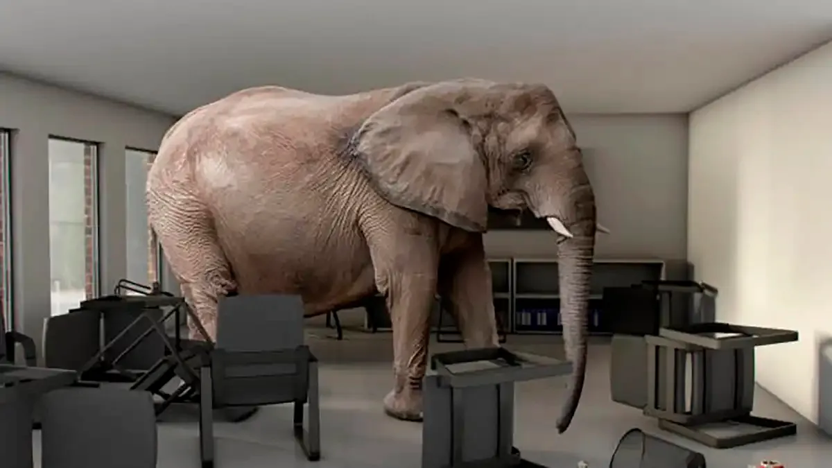 Elefante En Medio De La Sala