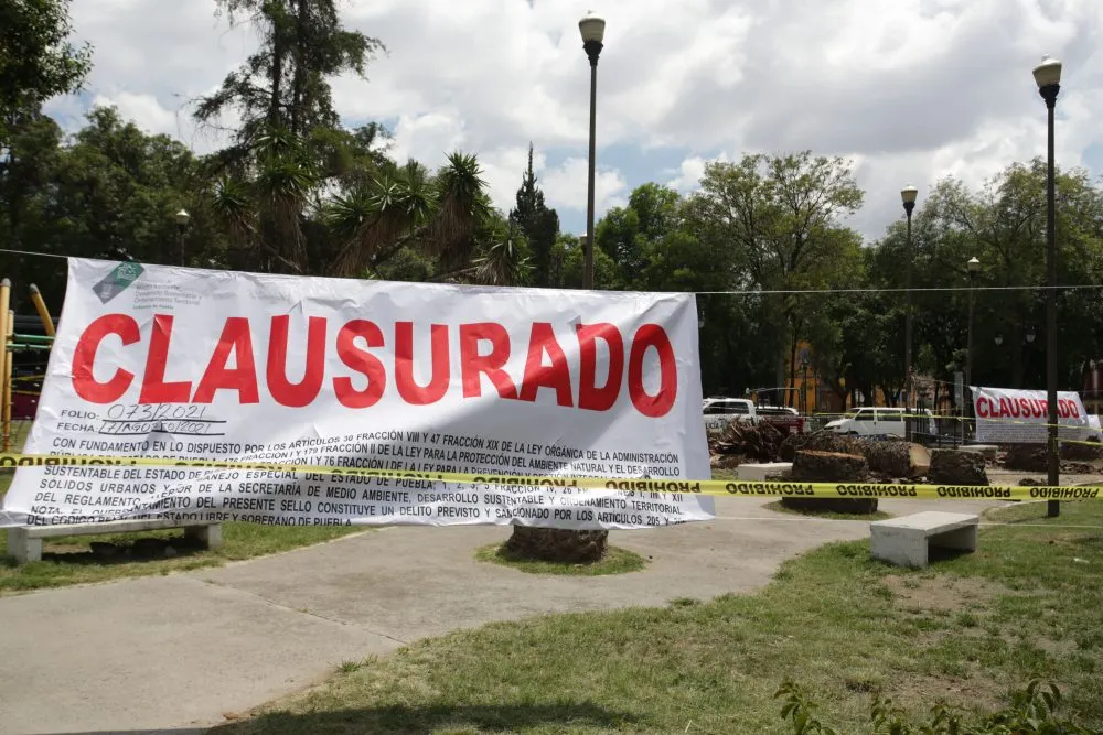 La guerra de las palmeras