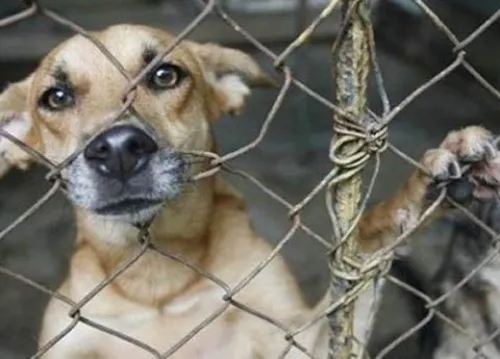 En comisiones, dan luz verde a castigo por secuestro y muerte de mascotas