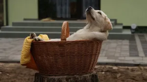 ¡Alucinante!… Un perro verde es la sensación en el Reino Unido