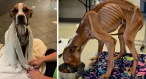 Perro esquelético rescatado en EU conmueve al mundo