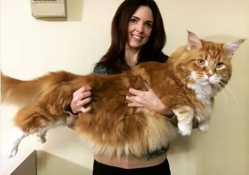 Esto es lo que mide el gato más largo del mundo
