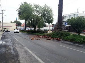 Vecinos de La Paz piden diagnóstico de árboles y cuidado de zonas verdes