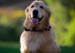 Perro que habla de la película ‘Up’ se vuelve real