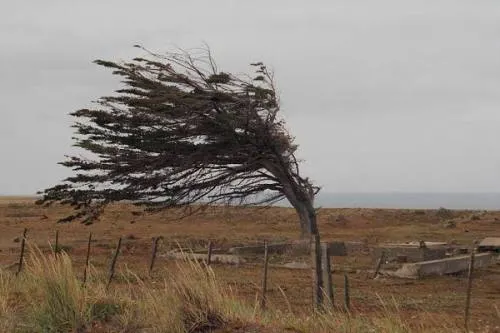 Protección Civil Municipal emite recomendaciones ante fuertes vientos y lluvia