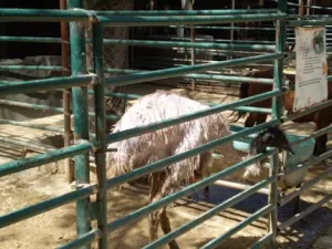 Maltratan a animales en zoológico de diputado del PAN