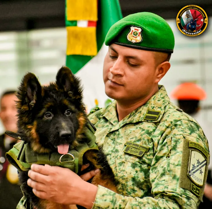 perro donado por Turquía
