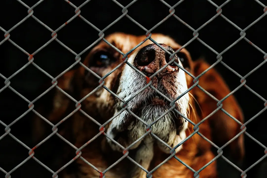 Se prohíbe el consumo de carne de perro en Corea del Sur