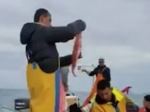 A pesar de embargo y Covid-19, continúa pesca ilegal de totoaba