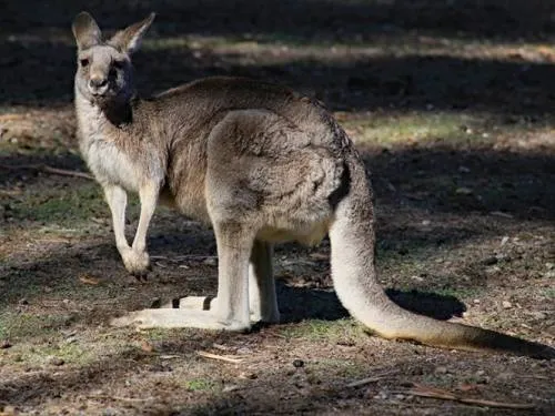 Por sequía, Australia autoriza disparar contra canguros