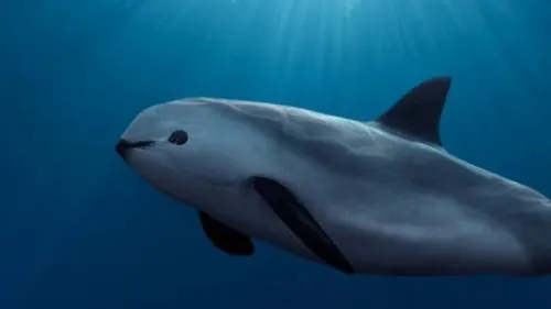 La Vaquita Marina está al borde de la extinción; sólo quedan 10 ejemplares