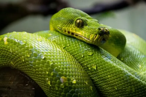 Restringen zona en lago de Florida por orgía de serpientes