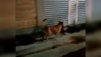 Captan a perro caminando con cabeza humana en Zacatecas