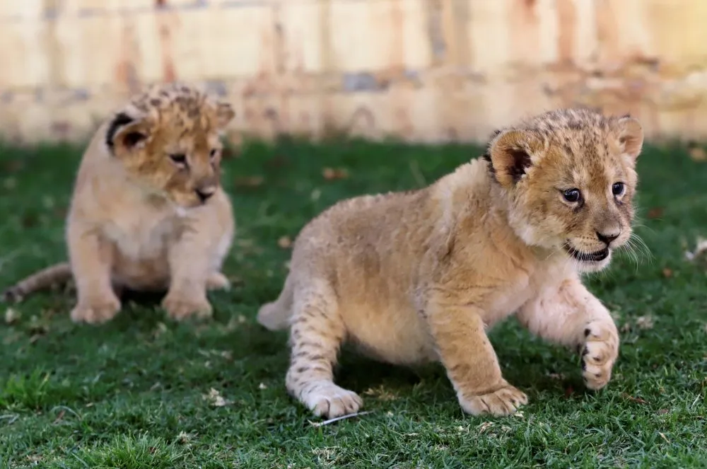 ¡Nuevos integrantes! Nacen tres cachorros de león en Africam Safari