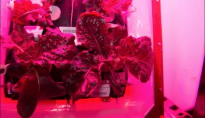 Lechuga, primer alimento cultivado en el espacio