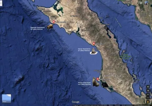 Tercer varamiento de lobos marinos en BCS; aparecen muertos 21 en San Juanico