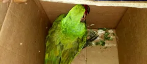 Aseguran a dos hombres en posesión de especies de animales protegidas