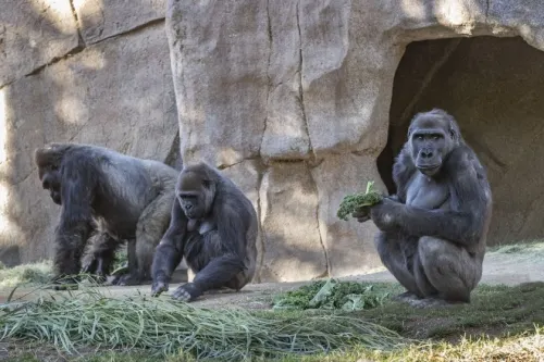 Dos gorilas dan positivo a Covid-19 en el zoológico de San Diego