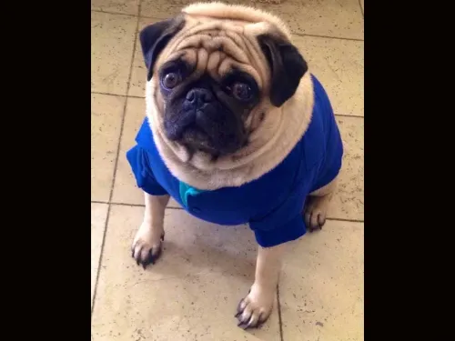 #EsteEsMiPerro, el hashtag que prendió a las redes